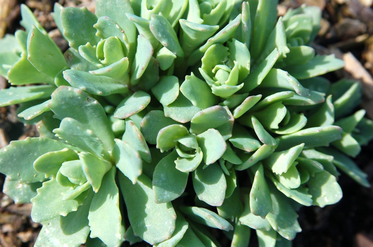 Sedum 'Pure Joy'